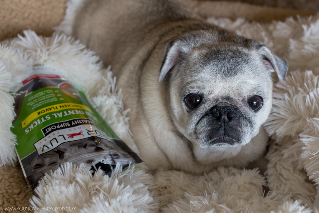 Save-Time-With-Petco-Delivery-Services-Online