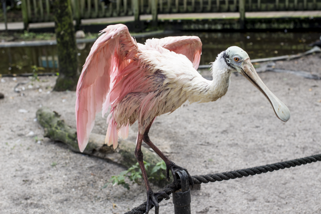 Explore The Great Outdoors At Flamingo Gardens In South Florida