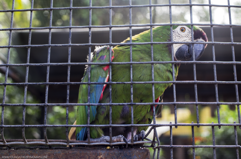 Explore The Great Outdoors At Flamingo Gardens In South Florida