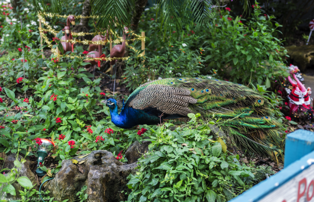 Explore The Great Outdoors At Flamingo Gardens In South Florida