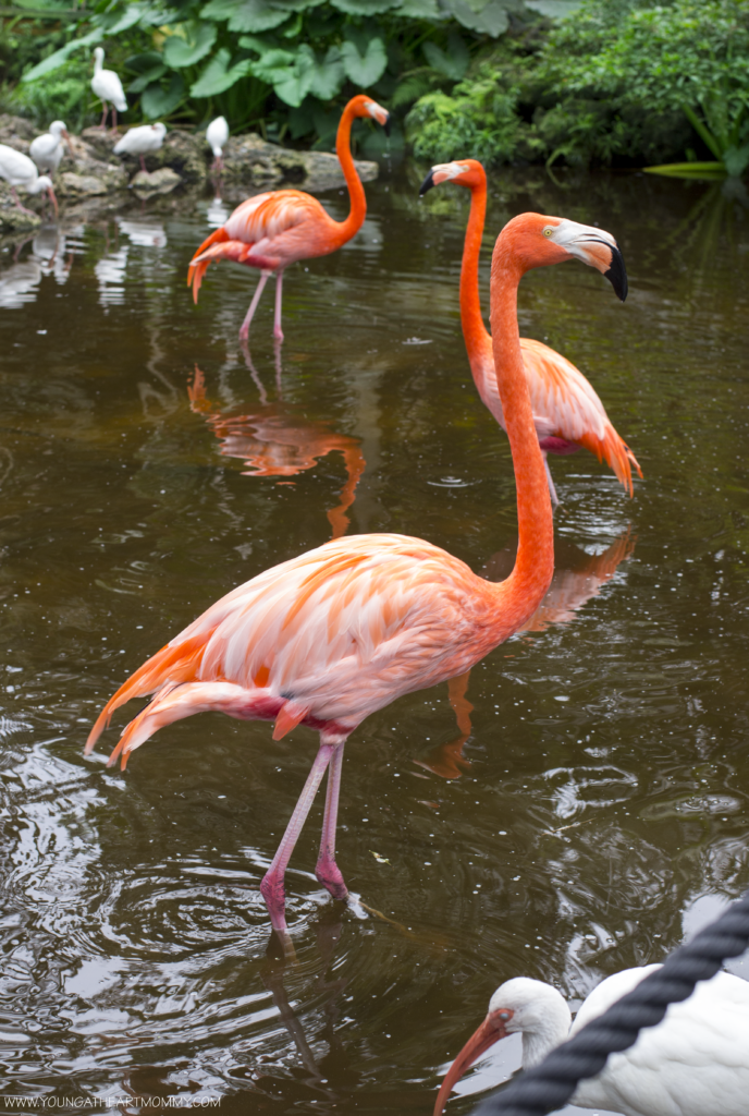 Explore The Great Outdoors At Flamingo Gardens In South Florida