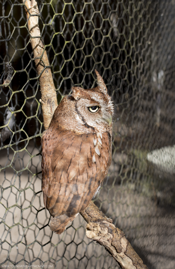 Explore The Great Outdoors At Flamingo Gardens In South Florida