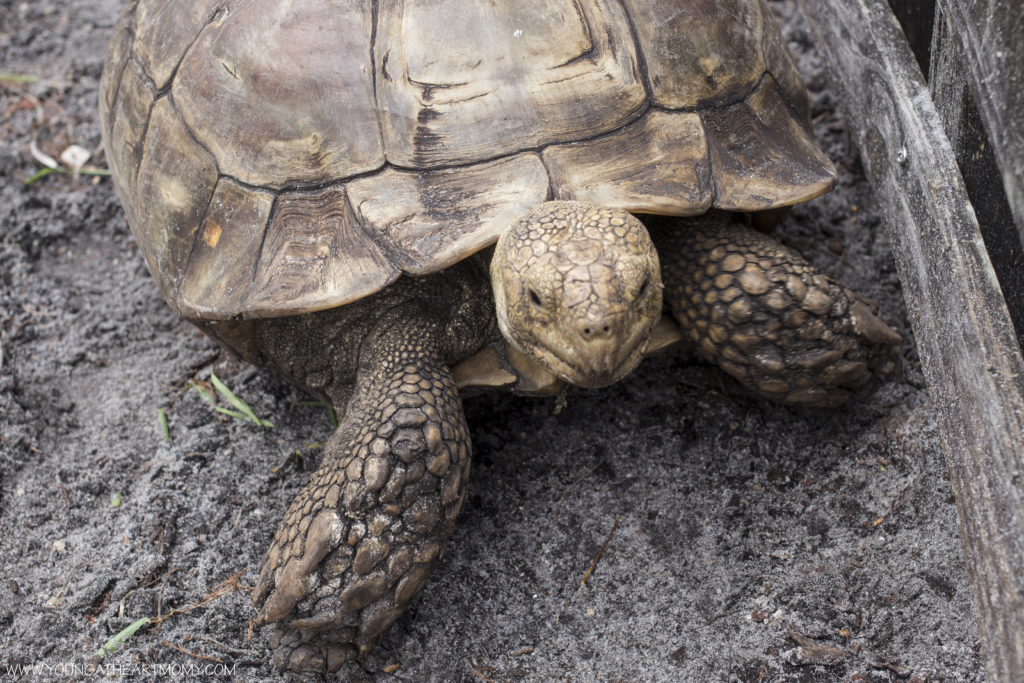 Explore The Great Outdoors At Flamingo Gardens In South Florida