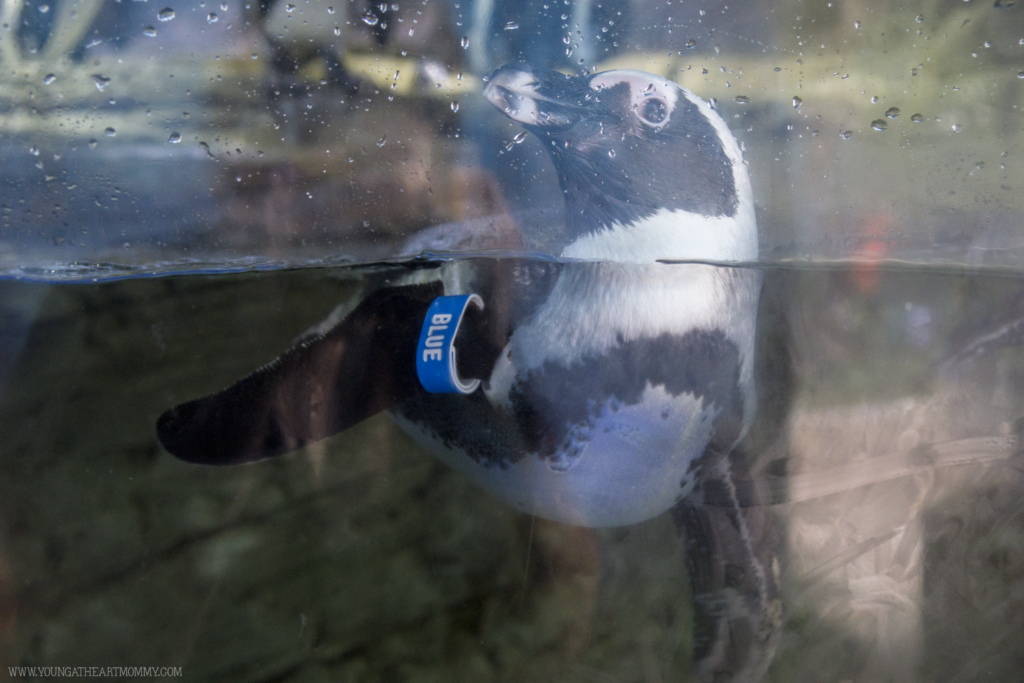 10 Reasons To Visit The Miami Seaquarium In South Florida