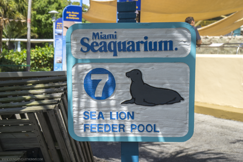 10 Reasons To Visit The Miami Seaquarium In South Florida